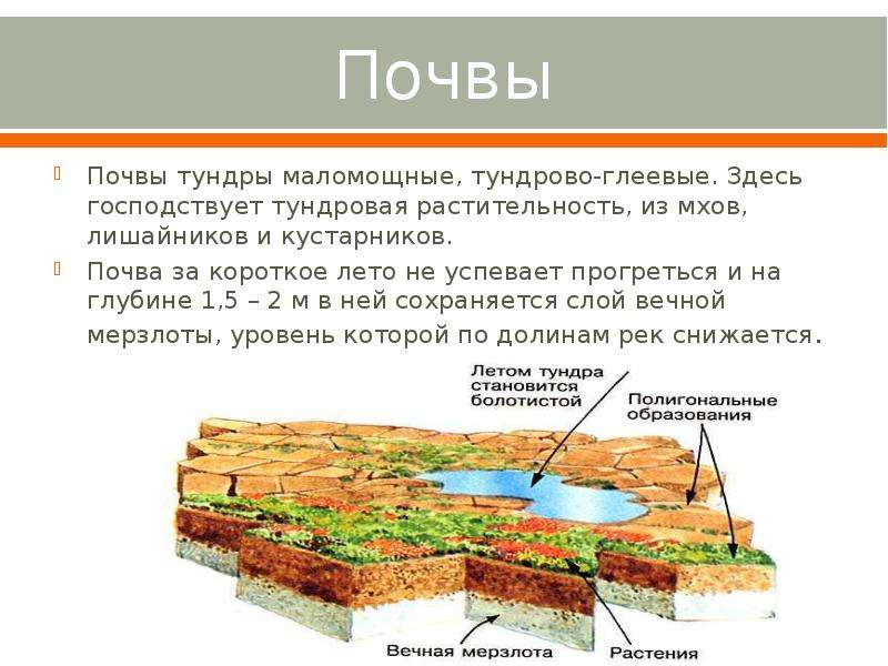 Почвы тундры схема