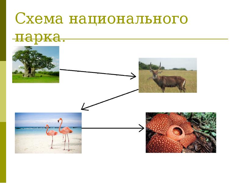 Разработка проекта создание национального парка в танзании