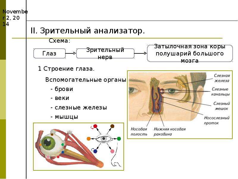 Схема анализаторы биология 8 класс