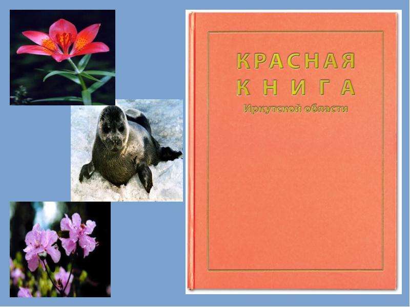 Красная книга иркутской области животные презентация