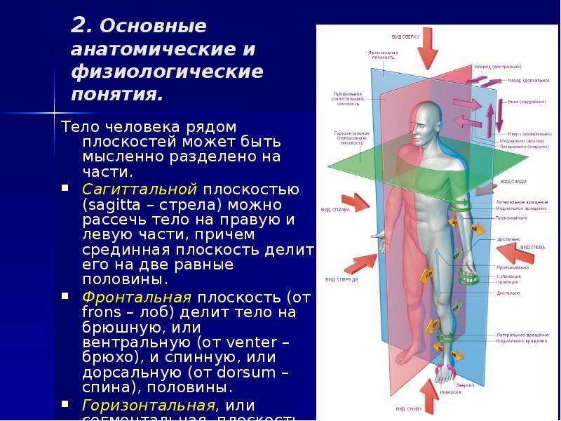 Теле термин. Плоскости тела человека. Анатомические плоскости тела. Срединная плоскость в анатомии. Назовите плоскости тела человека.