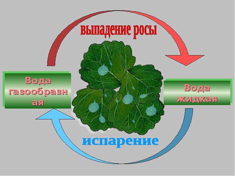 Выпала ли роса. Образование росы схема. Схема процесса образования росы. Схема появления росы. Схема образования расы.