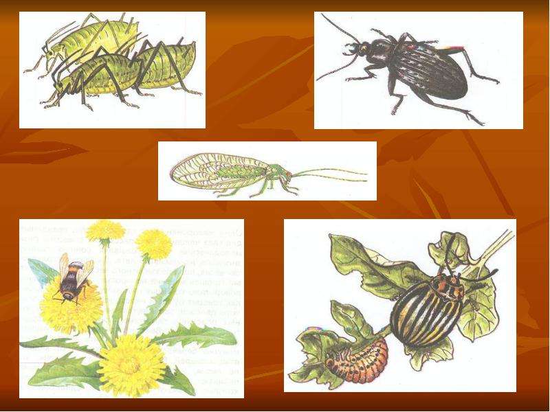 У всех ли насекомых есть чувствительные усики. Насекомые признаки насекомых для дошкольников. Основные признаки насекомого по частям. 6 Ног и чувствительные усики.