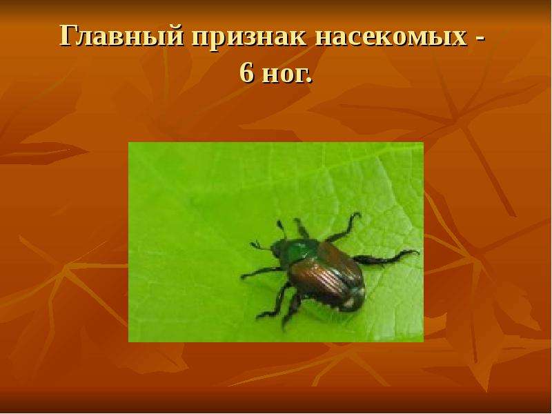 Признаки насекомых 2 класс окружающий мир. Главные признаки насекомых. Главный признак насекомых. Насекомые 6 ног. Главные признаки насекомых 6 ног.