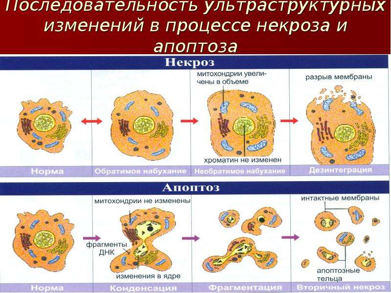 Механизмы клеток. Механизмы гибели клеток апоптоз и некроз. Механизмы некроза и апоптоза. Элементарные клеточные механизмы. Сущность и механизмы некроза и апоптоза.