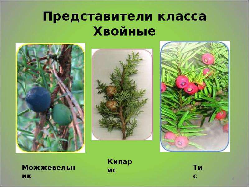 Хвойные растения 5 класс