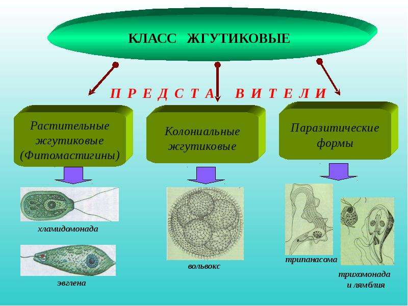 Подцарство простейшие презентация