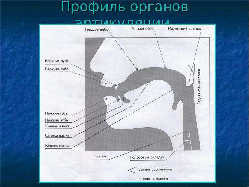 Органы артикуляции картинки для детей