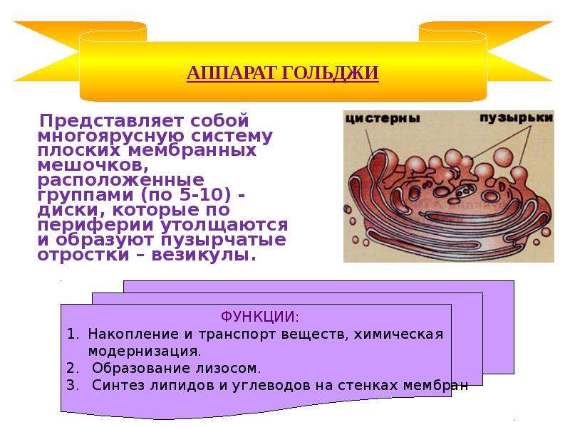 4 везикула. Везикула это в биологии. Везикула строение и функции. Система мембранных мешочков. Везикула строение.