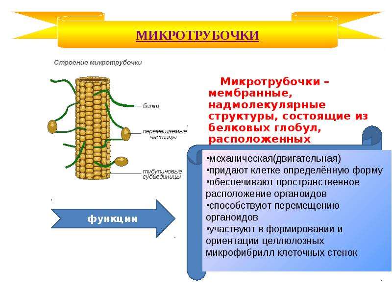 Микротрубочки в какой клетке