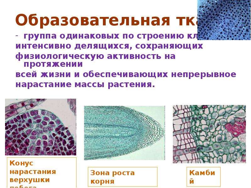 По строению клетки делятся на. Образовательная ткань человека. Строение образовательной ткани. Клетки образовательной ткани делятся. Образовательная ткань растений.