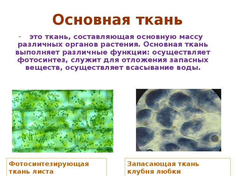 Какие основные ткани. Основная ткань ее функции. Основная ткань функция ткани. Основная ткань растений функции. Клетки основной ткани.