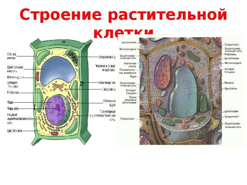 Процесс строения. Строение растительной клетки процессы жизнедеятельности. Строение клетки растения процессы жизнедеятельности. Процессами жизнедеятельности в растительной клетке управляет. Строение растительной кле.