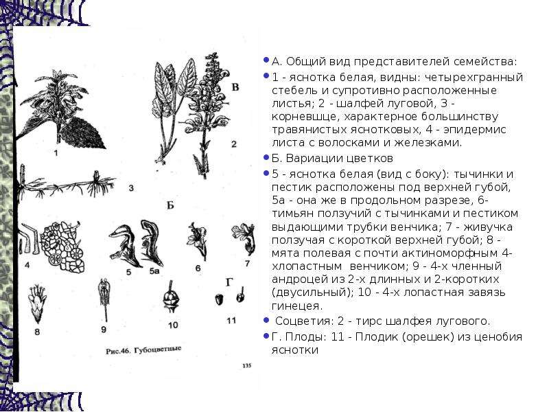 Характеристика семейства губоцветные презентация