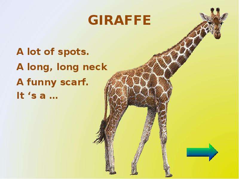 A giraffe has got a long neck