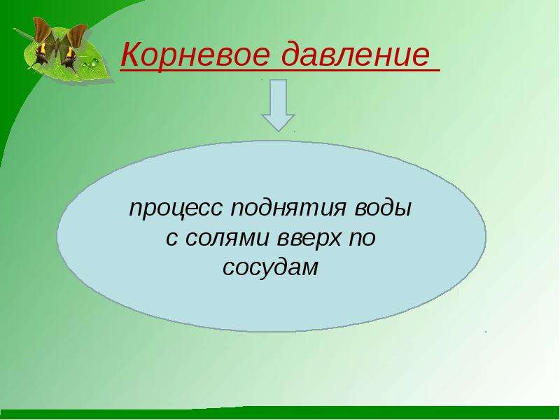 Корневое давление. Что такое Корневое давление кратко. Что такое Корневое давление 6 класс биология. Что такое Корневое давление 6 класс кратко.