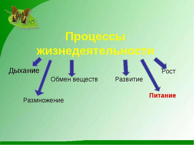 Жизнедеятельность организмов биология 5. Процессы жизнедеятельности организма. Процессы жизнедеятельности растений и животных. Процессы жизнедеятельности живых организмов. Основные процессы жизнедеятельности организмов.