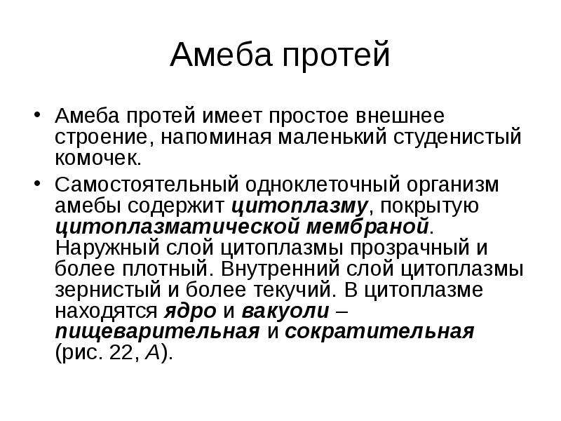 Внешний простой. Характеристика амебы Протей. Внешне амеба Протей напоминает маленький студенистый комочек.