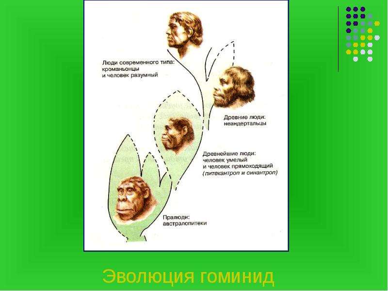 Схема эволюции семейства гоминид