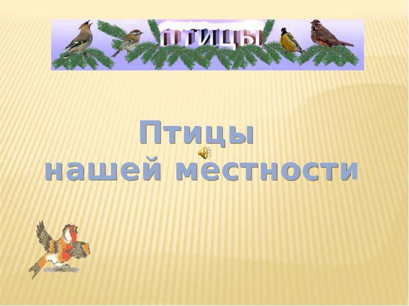 Птичка презентация. Птицы нашей местности. Птицы презентация. Проект птицы нашей местности. Проект на тему птицы нашей местности.