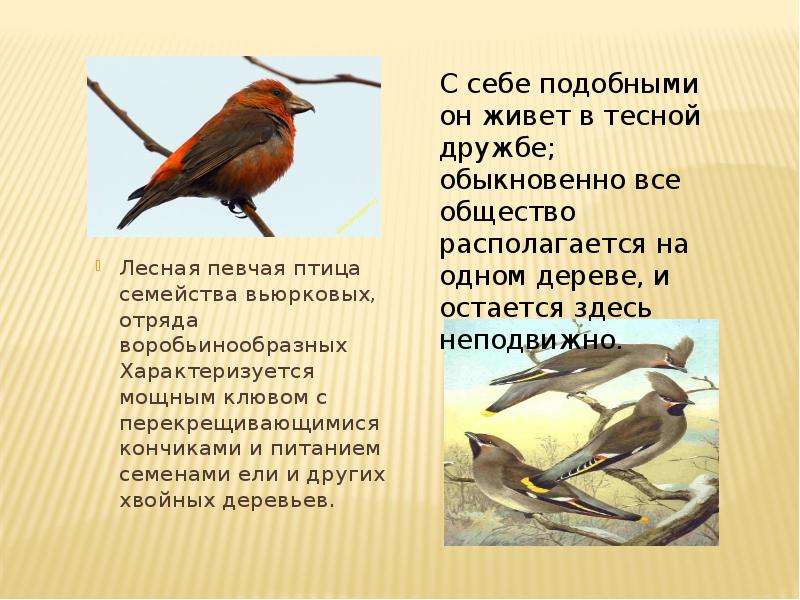 Воробьиные сканворд. Птицы нашей местности. Представители воробьинообразных птиц. Отряд воробьиные представители. Воробьинообразные птицы питание.