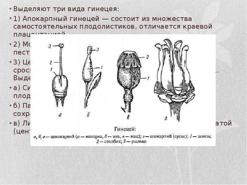 Апокарпный гинецей рисунок