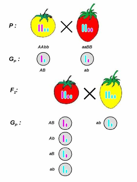 Скрещивание двух пар. Схема дигибридного скрещивания томатов. Скрещивание в математике. Скрещивание цитрусовых схема. Схема скрещивания приборной панели.