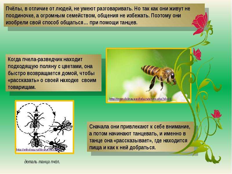 Презентация про пчел для малышей