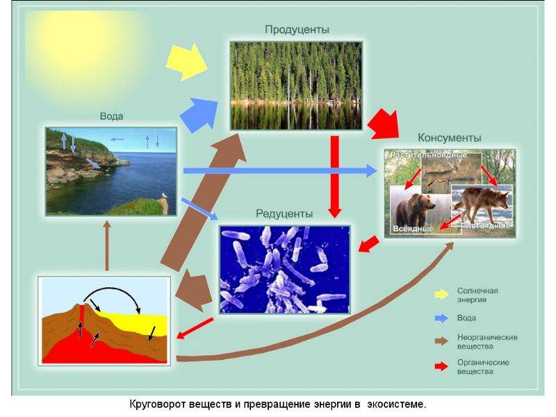 Пищевые связи круговорот веществ и превращение энергии в экосистемах презентация 11 класс