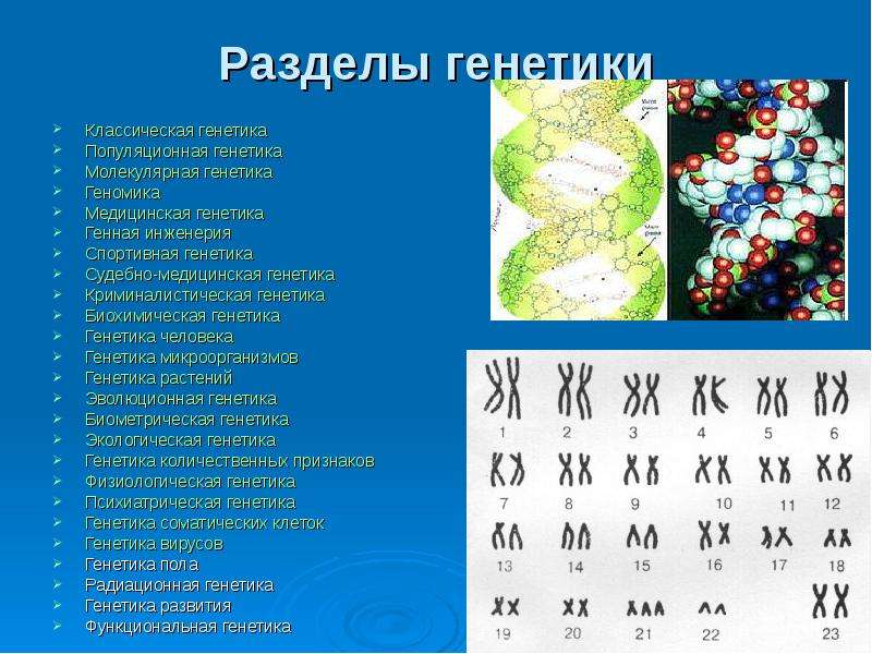 Генетика проект 9 класс