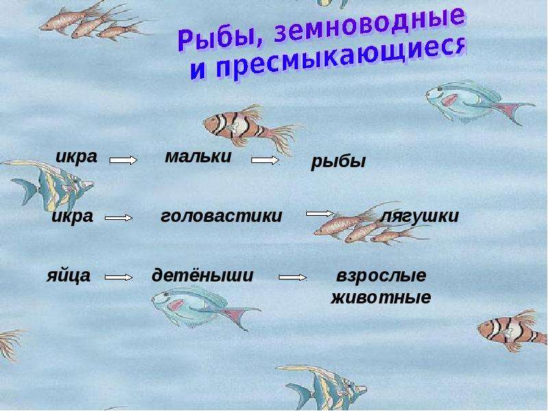 Размножение животных презентация 3 класс. Размножение и развитие рыб земноводных и пресмыкающихся 3 класс. Размножение и развитие животных 3 класс. Модель развития животных 3 класс. Размножение и развитие животных 3 класс окружающий мир.