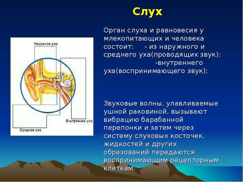 Презентация на тему слух