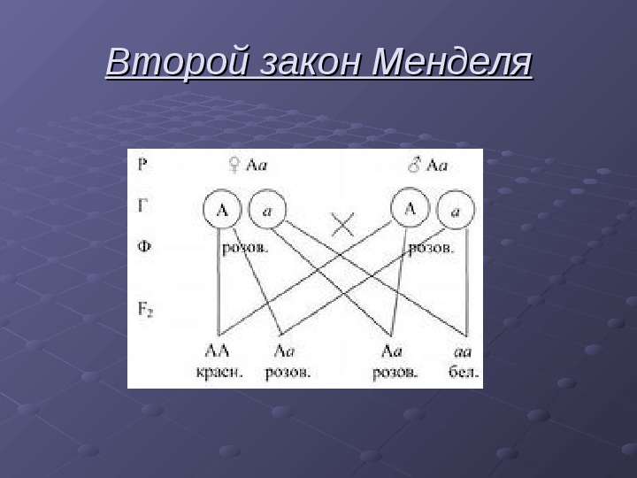 Презентация на тему:  1 и 2 закон Менделя   Порхун Александры  Группа 306 Сд  2013 год, слайд №12