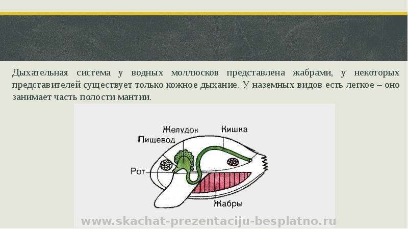 Органы дыхания моллюсков расположены. Дыхательная система двустворчатых моллюсков жабры. Дыхательная система система моллюсков. Система дыхания моллюсков. Органы дыхания водных моллюсков.