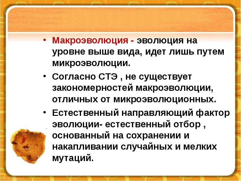 Макроэволюция презентация 11 класс