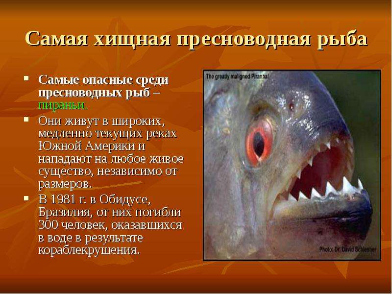 Самая хищная пресноводная рыба Самые опасные среди пресноводных рыб – пираньи. Они живут в широких,