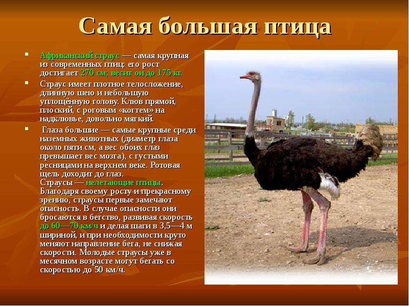 Самая большая птица Африканский страус — самая крупная из современных птиц: его рост достигает 270 с
