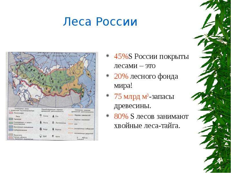 Сколько занимают леса. Зона хвойных лесов на карте России. Карта хвойных лесов мира. Хвойные леса на карте мира. Распространение хвойных лесов.