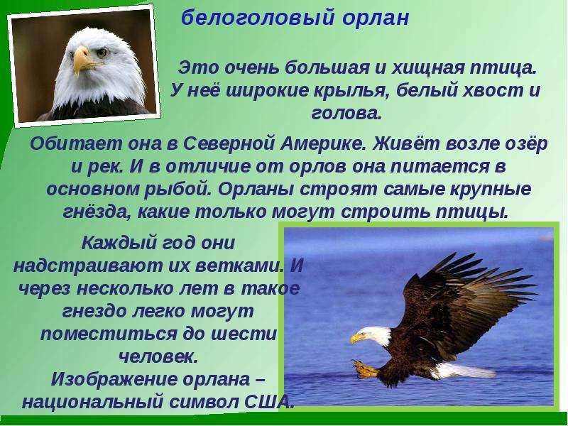 Экологическое описание белоголового орлана в экосистеме. Орлан белоголовый краткое описание. Североамериканский белоголовый Орлан. Белоголовый Орлан красная книга описание. Белоголовый Орлан доклад.