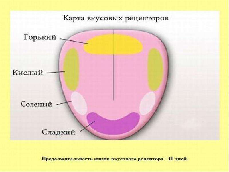 Карта языка. Язык кислое соленое сладкое горькое. Основные вкусы. Пять основных вкусов. Четыре базовые вкусовые ощущения.