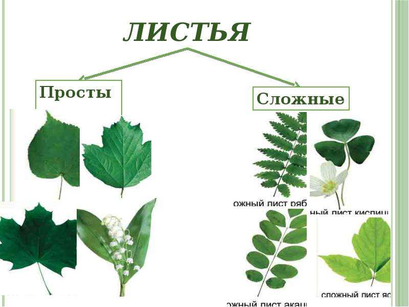 Простые и сложные листья биология 6 класс. Простые листья биология 6 класс. Сложные листья. Простые и сложные листья. Строение сложных листьев.