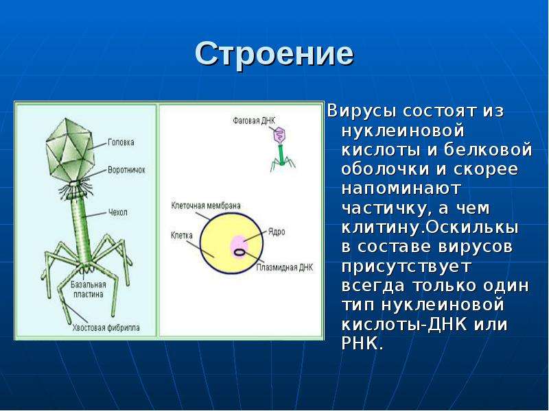Вирусная нуклеиновая кислота. Вирусы состоят из. Вирусы состоят из нуклеиновой кислоты и белковой оболочки. Вирус состоит из двух частей. Вирусы состоят из белков и нуклеиновой кислоты.
