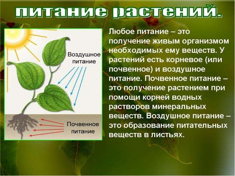 Презентация по биологии 6 класс фотосинтез