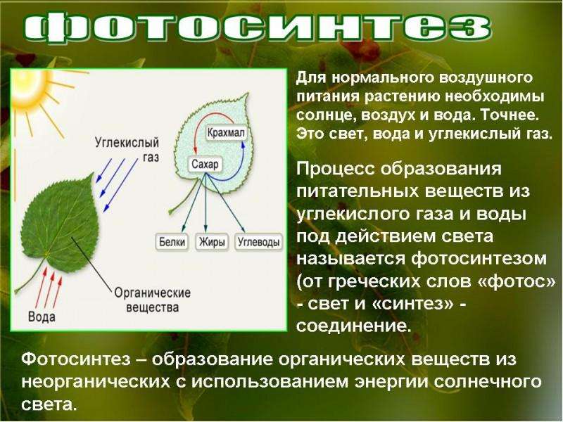 Презентация по биологии 6 класс фотосинтез