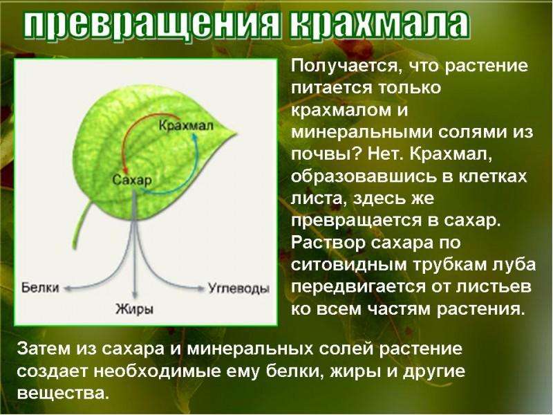 Презентация на тему фотосинтез 6 класс по биологии