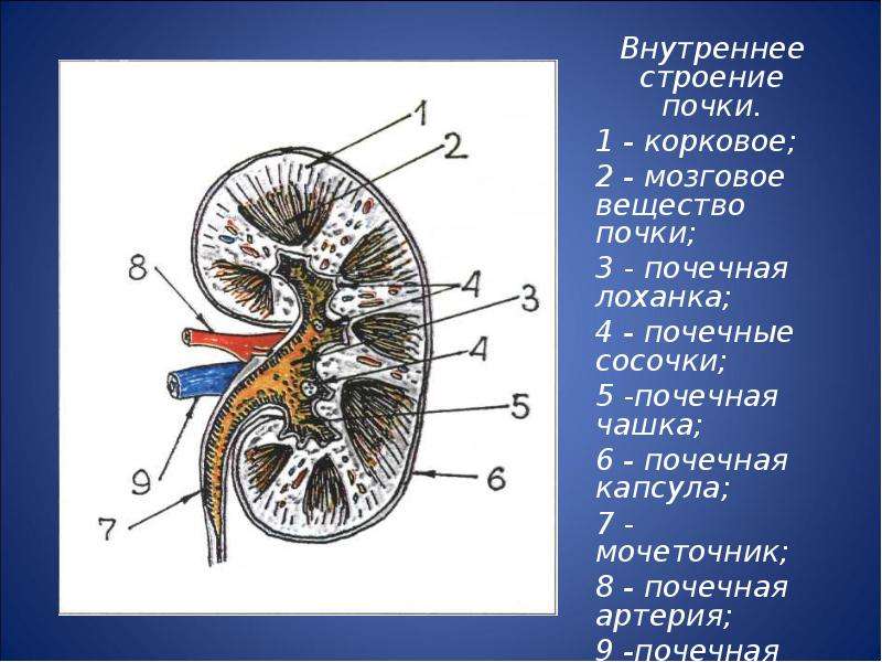На рисунке 2 изображено строение почки. Строение почки сосочки. Корковое вещество почки анатомия. Микроскопическое строение почки схема. Корковое и мозговое вещество почки анатомия.