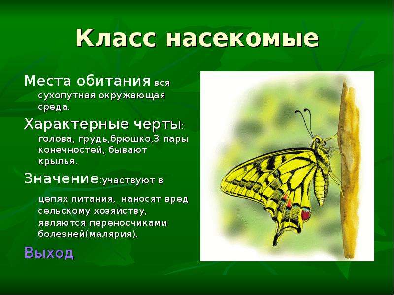 Презентация по биологии 7 класс. Класс насекомые. Среда обитания насекомых. Местообитание насекомых. Класс насекомые среда обитания.