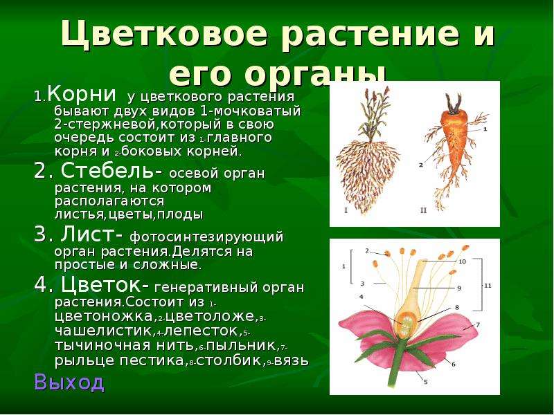 Цветковые растения 5 класс биология презентация