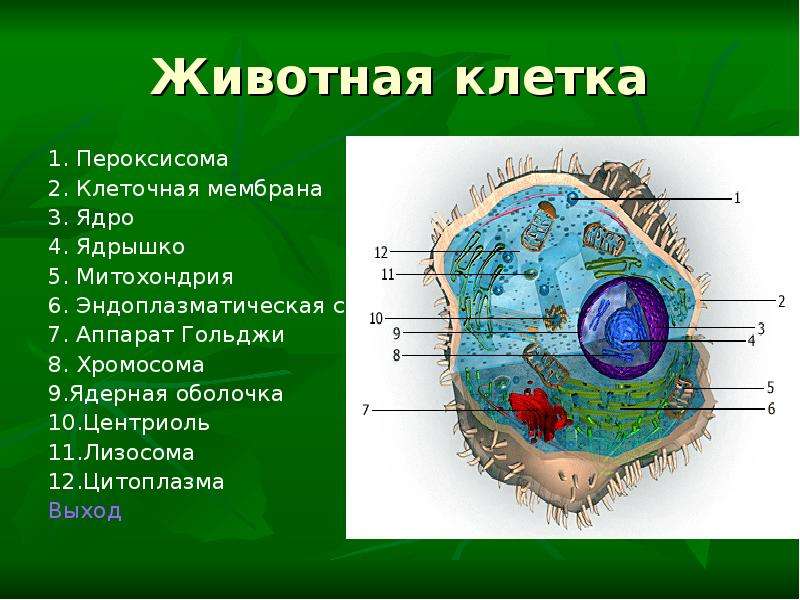 Клетка 4 класс. Животная клетка. Строение клетки животного. Строение животной клетки. Ядро клетки животного.