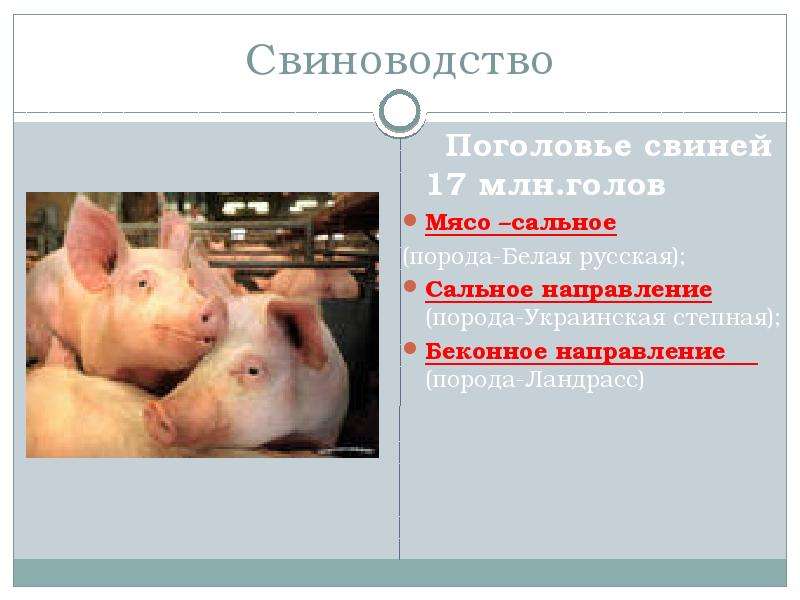 Направление пород свиней. Направления свиноводства. Свиноводство направление животноводства. Презентация на тему свиноводство. Отрасль свиноводства в России.